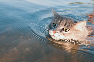 Woman Finds Stray Cat Drowning in Ocean, What Happens Next Shocks Viewers