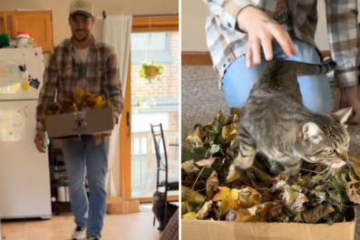 Watch Moment Indoor Cats Experience Fall Leaves for the First Time