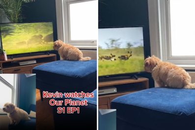 Dog Watches Wildlife Documentary, Internet Can't Cope With His Reaction