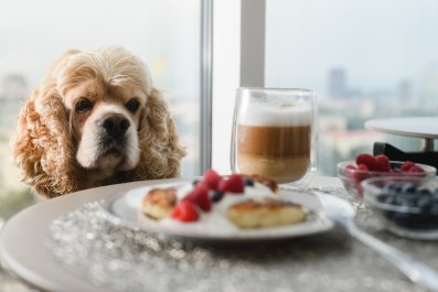 Here's Why You Should Always Include Your Dog When Hosting a Dinner Party