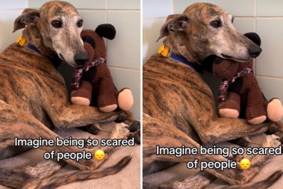 Tears as Rescue Dog 'So Scared' of People Shakes With Fear as He Holds Toy