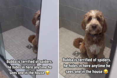 Goldendoodle 'Terrified' of Spiders Hides in the Most Hilarious Place