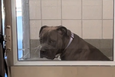 Shelter Dog Has Saddest Face in Kennel Because 'No One Asks to See Her'