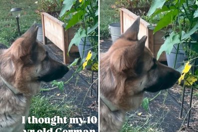 German Shepherd and Bee's Staring Contest Comes to a Snappy End