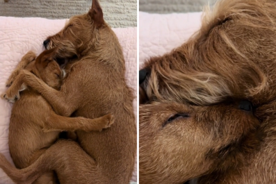 How Dog Siblings Cuddle Each Other Leaves Internet in Tears