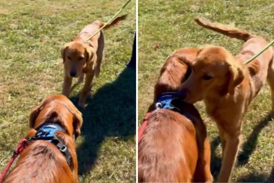 Golden Retriever Owners Stage 'Run-In' With Littermates to Test Reactions