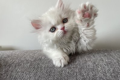 Tears As Tiny Kitten Says 'Hi' to Other Felines but It Doesn't End Well