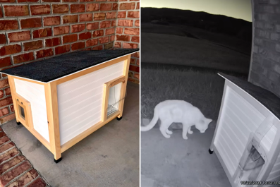 Feral Cat Keeps Sleeping in Cold Doorway at Night, Woman Knows What to Do