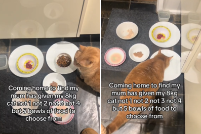 Woman Comes Home, Can't Believe What Mom Is Feeding Cat 'In This Economy'