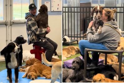 Doggy Day Care Reveals Which One Breed Is the Clingiest: 'Babies'