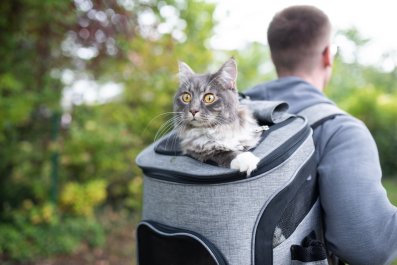 Maine Coon Brothers Choose 'Violence' As Owners Try To Take Them for Walk