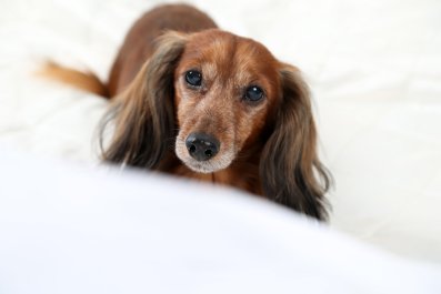 Dog Chooses To Sit Away From Owner, but There's a Problem