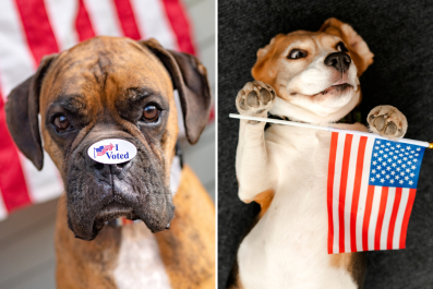 Trump v Harris 2024âDogs Head to the Polls To Ease Anxiety on Election Day