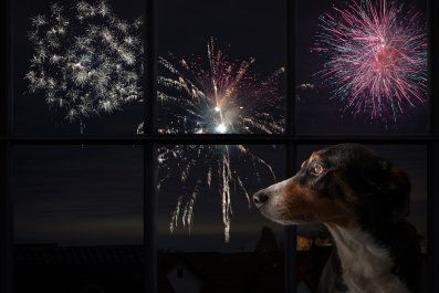 Dog Owner Worries All Week Over Fireworks, Can't Believe His Reaction