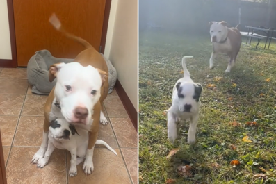 Dog Grieving the Loss of Her Brother Gets a New Puppy To Help Her Heal