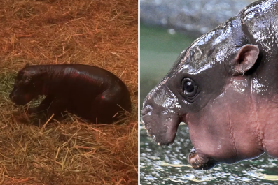 Zoo Announces Birth of Their Very Own Moo Deng, a Pygmy Hippo Called Haggis