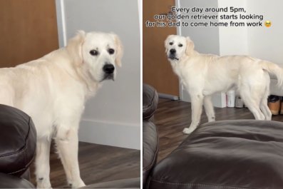 What Golden Retriever Does for Hours Every Night at 5 P.M. Has Owner Crying