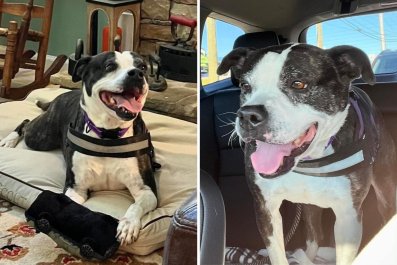 After 801 Days in Shelter, Dog Has Happiest Face As He Hits 'The Jackpot'