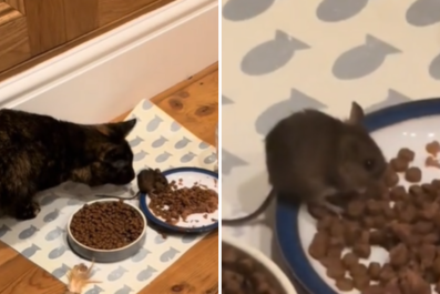 Cat Brings Live Mouse Home, Owner Can't Cope With What They Do Next