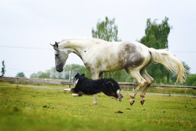 Dog and Horse With Special Connection Melts Hearts: 'Friends for Life'