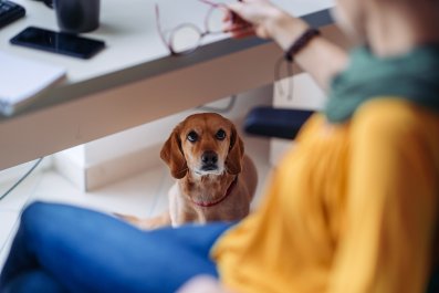 Dog Faces Consequences After He Can't Be Trusted Around Potluck Food