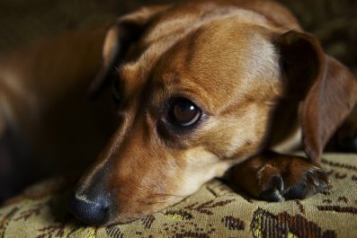 Hearts Break at Dog's Response to Everyone Distracted by Their Phones