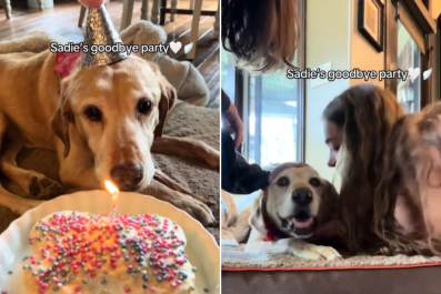 Tears as Woman Hosts 'Goodbye Party' for Dying 13-Year-Old Dog