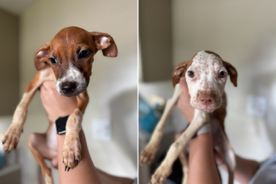 Anger As Puppies Abandoned 'Crammed Into a Tiny, Filthy Kennel' Tied to Mom