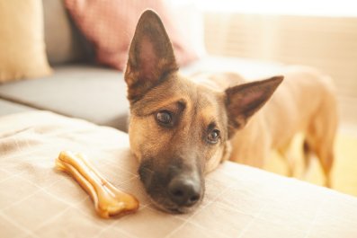 Hearts Melt As Dog Brings Sleeping Owner Treats in Bedâ'Made You Breakfast'