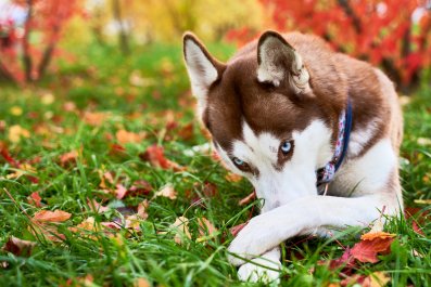 Internet Applauds Guilty Dog's Heroic Attempt To Conceal 'The Evidence'