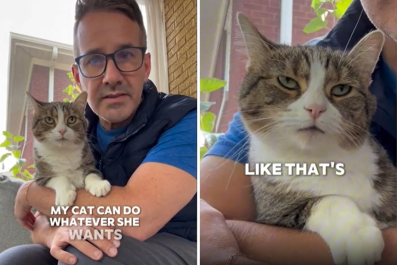 Vet's Hysterical Clapback to People Hating on His Cat: 'It's Her World'