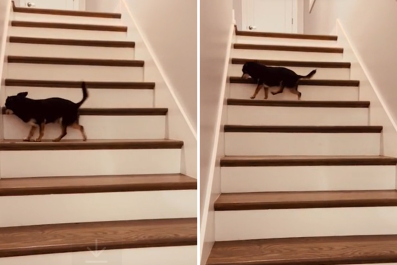 Tiny Rescue Dog's Creative Stair-Climbing Delights Internet: 'Donkey Kong'