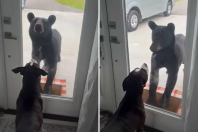 'Heart-Stopping' Moment Dog and Black Bear Have Standoff in Florida