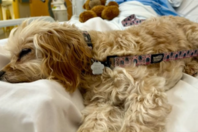 Dog Stays by Grandpa's Side in Hospital During His Final Hours: 'Comfort'