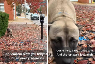 Face of Dog 'Pushed Out of Car' in Pouring Rain Just Yards From Shelter