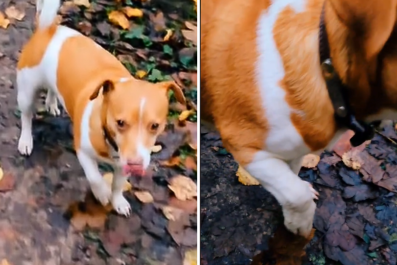 Owner Asks if She Has 'World's Most Dramatic Dog' Over What He Did Mid-Walk