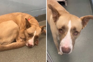 Face of Heartbroken Dog Returned to Shelter for Being Too 'Energetic'