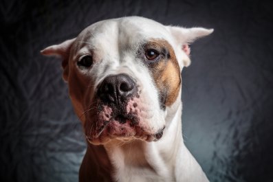 Dog Finds Cat's Litter Tray, Internet Can't Cope With What He Does Next