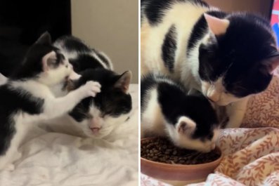 Hearts Melt Over Owner's Elderly Cat Befriending New Kitten: 'Mini Me'