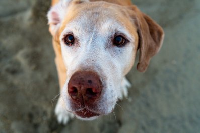 Way Senior Dog Walks Melts Hearts: 'Still Enjoying Her Life With You'