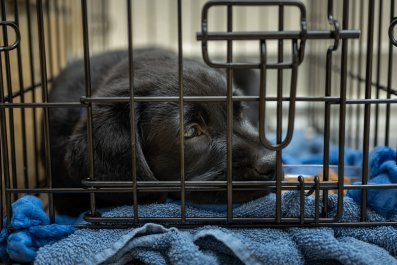 Labrador Can't Be Trusted Near Christmas Tree, Ends Up in 'Jail'