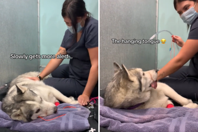 Tears at How Husky Wakes Up From Anesthesia at Vets: 'He's Just a Baby'