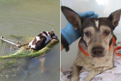 'Miracles Do Happen': Rescuers and Firefighters Rush To Save Dog From Canal