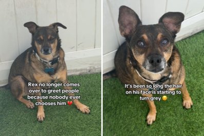 Dog in Shelter for 1,000 Days Stops Saying Hi as 'Nobody Ever Chooses Him'