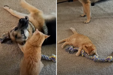 German Shepherd and Cat Who Have 'Each Other To Annoy' Win Pet of the Week