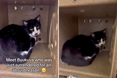 Cat Surrendered To Shelter for 'Absurd Reason,' Then He Found His Person