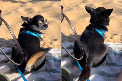 Chihuahua Who Suffered Terrifying Dog Attack Finally Braves Busy Beach