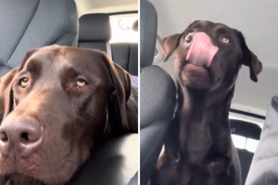 Watch Exact Moment Labrador Suddenly Realizes He's Going to Grandparents