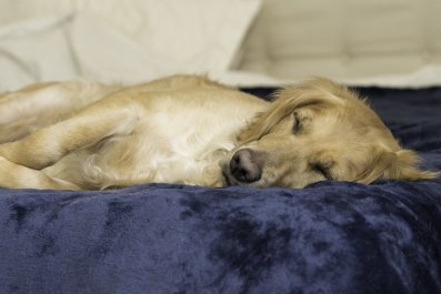 How Golden Retriever Pup Wakes From 'Hard Day of Napping' Melts Hearts