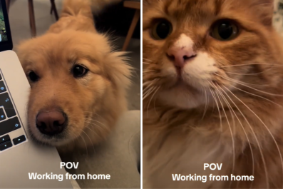 Pet Owner Shares Her WFH Set-Upâand Internet Can't Cope With the Cuteness